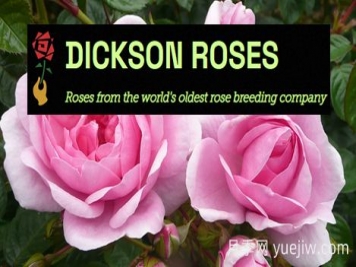 月季育種家：英國迪克森玫瑰苗圃(Dickson Roses)
