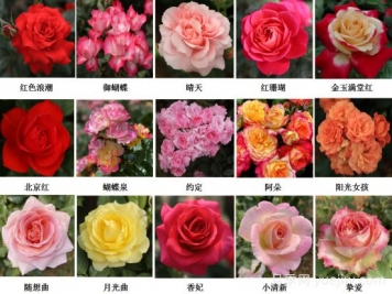 月季育種家：中國農(nóng)業(yè)大學(xué)月季育種團(tuán)隊(duì)