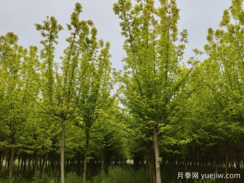 金葉復(fù)葉槭的特點、園林用途、管理養(yǎng)護
