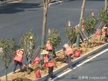 南陽(yáng)向蕪湖贈(zèng)送千株樹狀月季