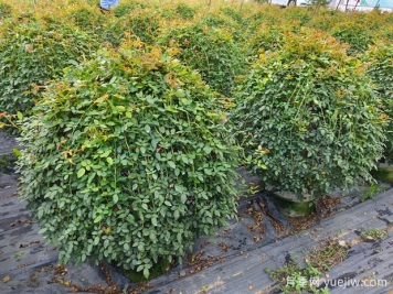 月季花球造型驚艷，風(fēng)靡園林綠化