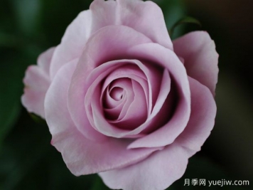 早晨憂郁月季