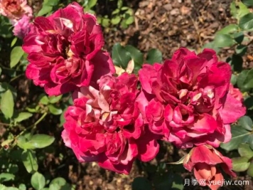 萬花筒月季