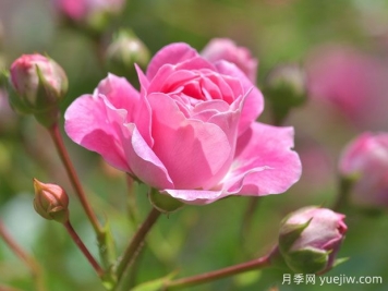 月季花茶有哪些功效呢？不僅美容養(yǎng)顏還養(yǎng)生