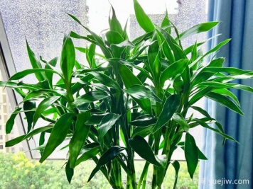 常見的8種風(fēng)水竹，分別是什么？