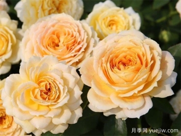 冬季月季花卉施肥全攻略，春天開(kāi)爆盆