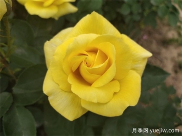月季花需要什么樣的環(huán)境和土壤？ 