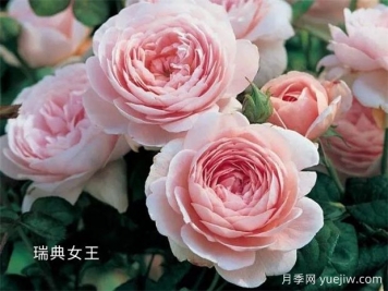 100種月季玫瑰品種圖鑒大全，你認(rèn)識有沒有超過10個(gè)？