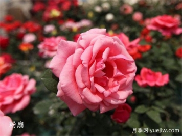 聞花識月季，月季分類與文化