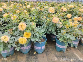 月季花標(biāo)準(zhǔn)加侖盆的尺寸是多少？