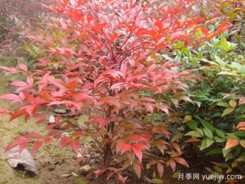 南天竹小苗如何種植？