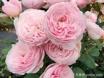 19朵粉色玫瑰花語是什么？