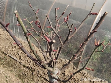 月季花冬季該如何修剪？苗壯枝多開(kāi)花旺