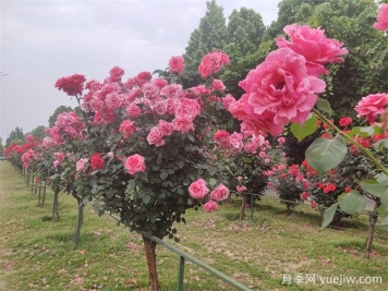 園林苗木按功能分類：行道樹(shù)、庭蔭樹(shù)、孤賞樹(shù)、分隔林、綠籬