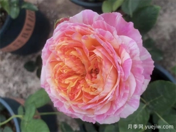 適合陽(yáng)臺(tái)栽培的6款灌木月季，爆花抗病易養(yǎng)護(hù)
