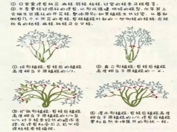 又快到春天月季修剪時(shí)，詳細(xì)圖解教你學(xué)會(huì)要領(lǐng)