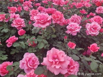 鄒城市城區(qū)推廣市花月季種植采購項目中標(biāo)成交