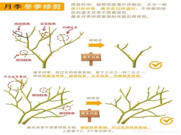 月季冬剪全攻略！各地區(qū)月季修剪時(shí)間和方法，全總結(jié)