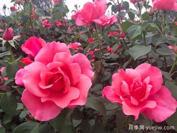 湖南各地市的市花分別是什么？