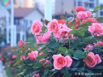 湘西月季應用和景觀圖集