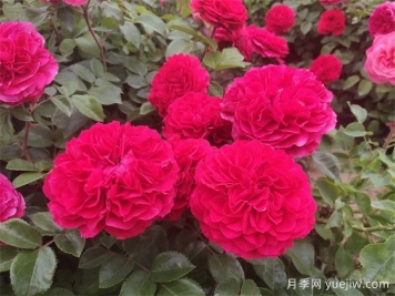 安慶市花是什么花？