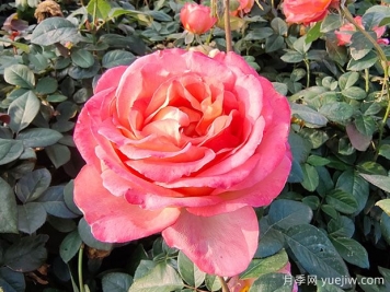 現(xiàn)代月季為什么會(huì)月月開(kāi)花