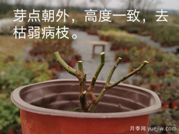 1月月季管理養(yǎng)護重點在哪里？請收好這份指南