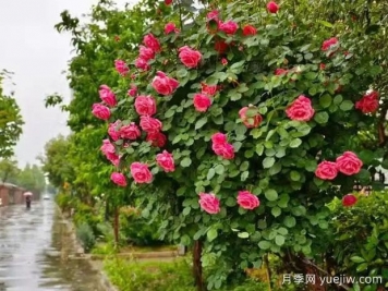 菏澤月季應用和景觀圖集