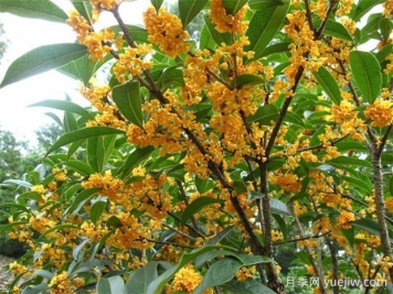 哪個桂花品種香味濃郁，花期長？