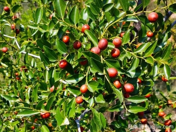 打造酸棗種植園的關(guān)鍵技術(shù)是什么？