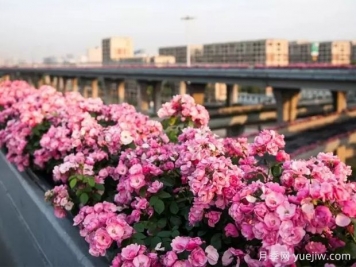 杭州高架月季實(shí)現(xiàn)定期開花，是如何進(jìn)行花期調(diào)控的？