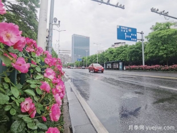 紹興月季應用和景觀圖集