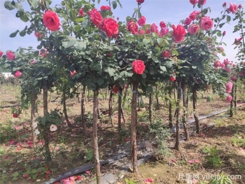 樹狀月季花開一路，建設(shè)大美紹興