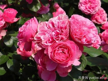 莆田的市花是什么花？