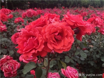 ?寶雞看月季花，就到寶雞植物園