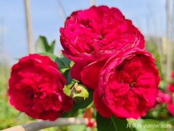 蒂娜月季一年開幾次花？蒂娜開花周期及病蟲害防治技巧