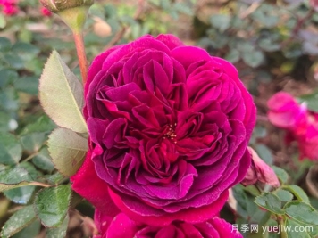 情人節(jié)送藍(lán)色妖姬還是紅玫瑰？