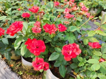 如何正確養(yǎng)護(hù)月季花小苗？月季小苗種植和施肥技巧