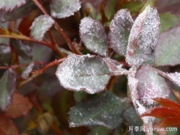 月季病害識(shí)別與治療，黑斑病白粉病銹病全解析