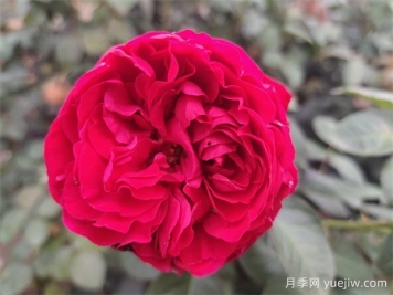 茶花女月季的優(yōu)點？與大地主月季有什么區(qū)別？