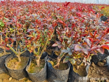 一朵月季花種出大產(chǎn)業(yè)，春節(jié)期間南陽石橋鎮(zhèn)靜候花開