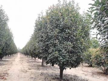 喬木種植后如何檢查才能確認苗木是否成活