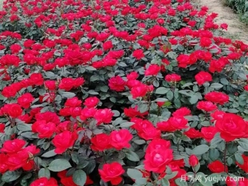 豐花地被北京紅月季，園林綠化廣泛用