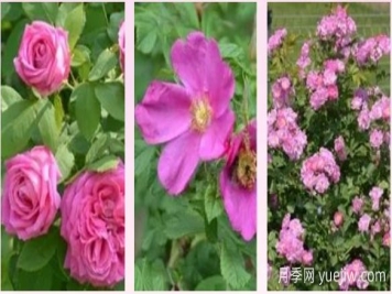 輕松區(qū)分月季、玫瑰和薔薇ROSE三姐妹，不再迷茫于愛(ài)情花海