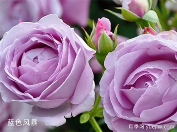 藍(lán)色風(fēng)暴月季養(yǎng)護(hù)辦法，花開后很迷人