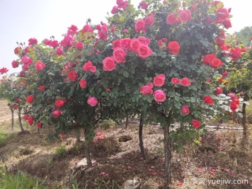 月季花修剪整，打造美麗造型的技巧