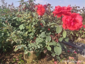 月季花病蟲害防治，常見問題與解決方法