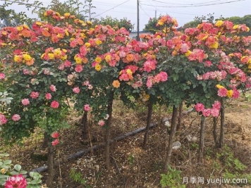 五色藤彩虹樹(shù)狀月季多規(guī)格美化園林庭院