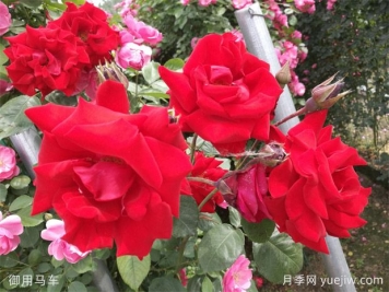 大紅色長得快，快速成花墻花海，就是御用馬車月季