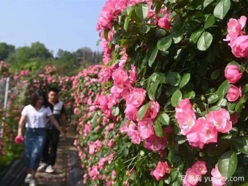 6萬株月季燦爛綻放，月季花舞內(nèi)江資中